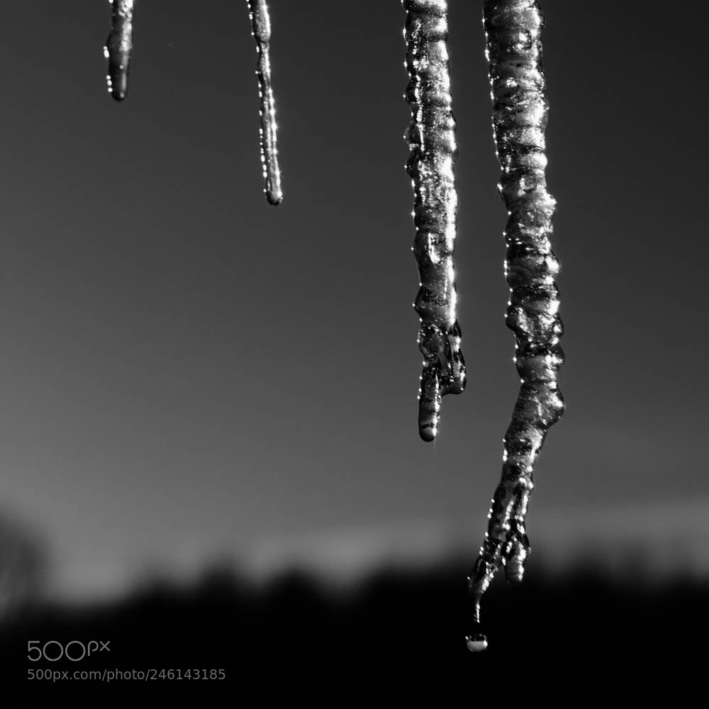 Nikon D7100 sample photo. Icicles photography