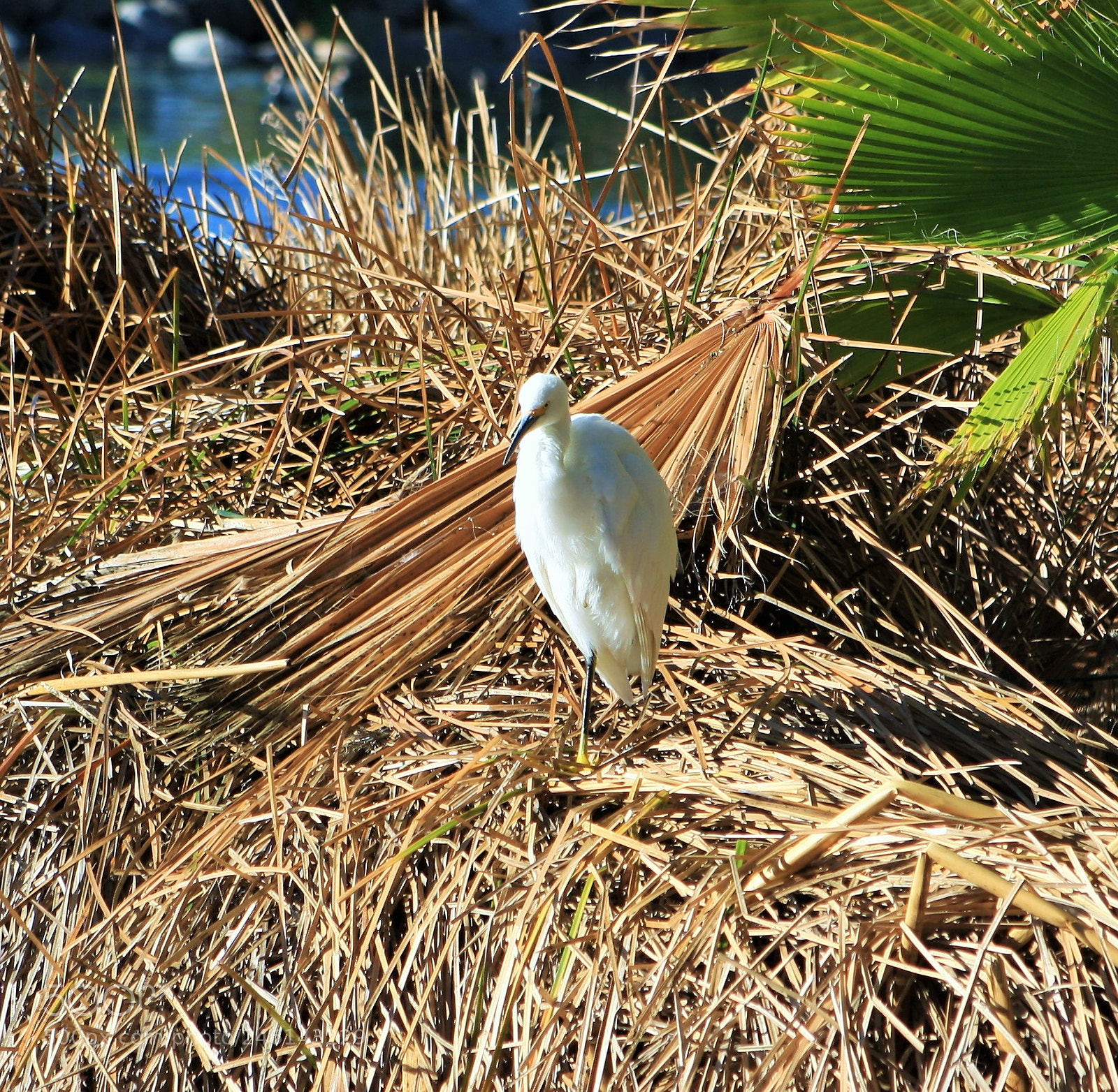 Canon EOS 1000D (EOS Digital Rebel XS / EOS Kiss F) sample photo. (soaking in the sun) photography