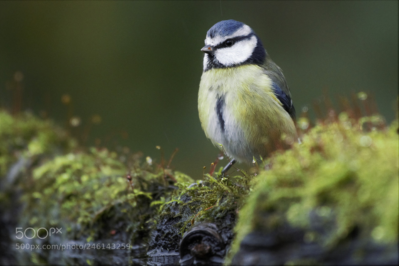 Nikon D810 sample photo. () photography
