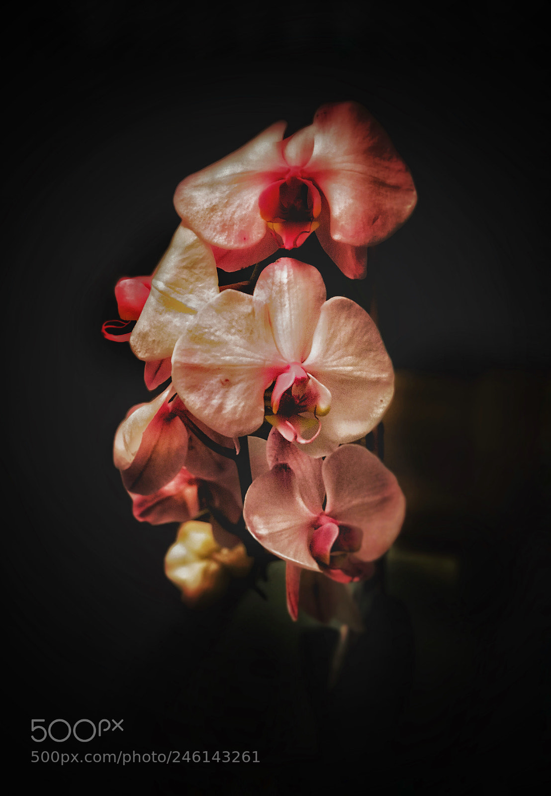 Apple iPhone 7 Plus sample photo. Happy valentine’s day photography