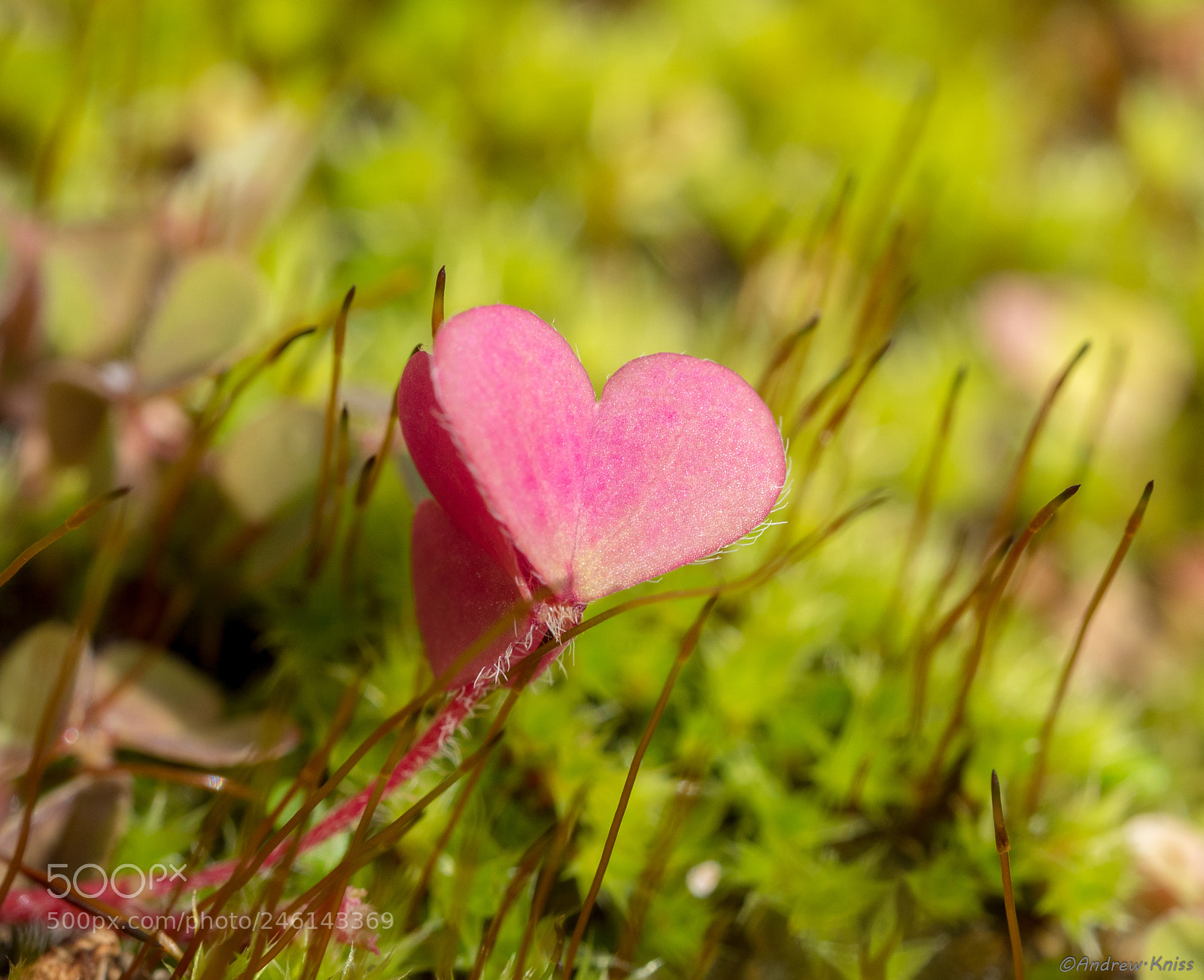Olympus OM-D E-M5 II sample photo. I heart plants photography