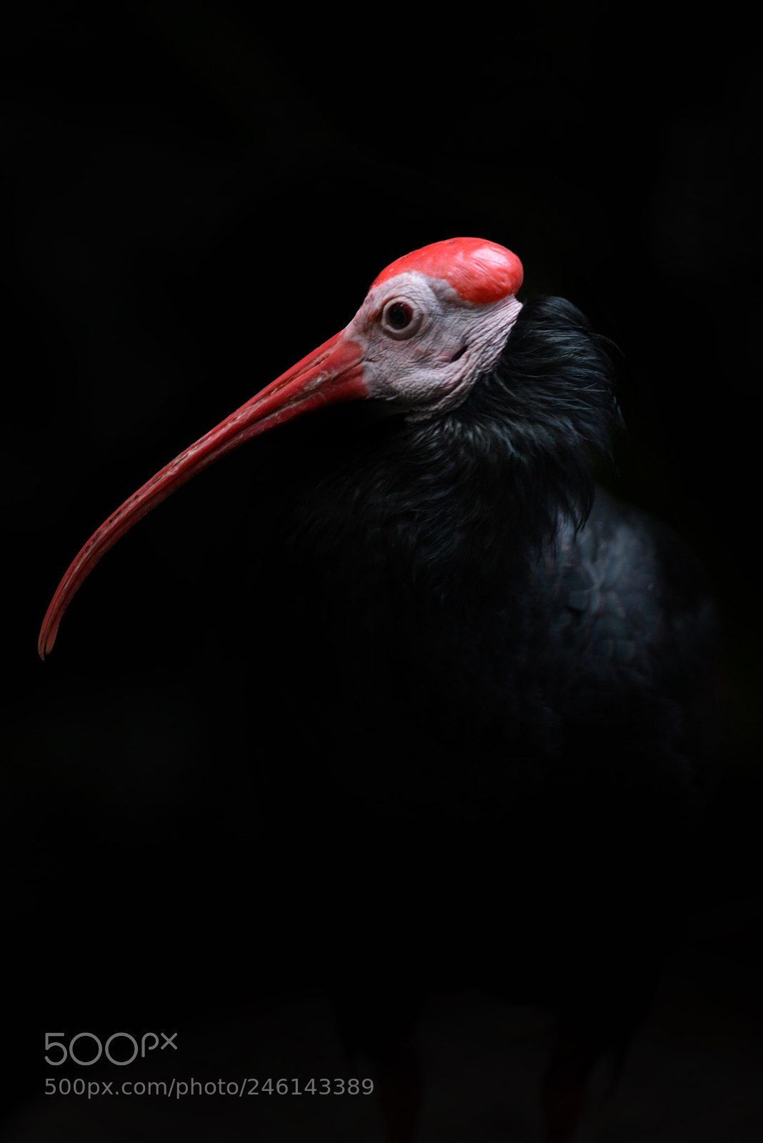 Nikon D600 sample photo. Southern bald ibis photography