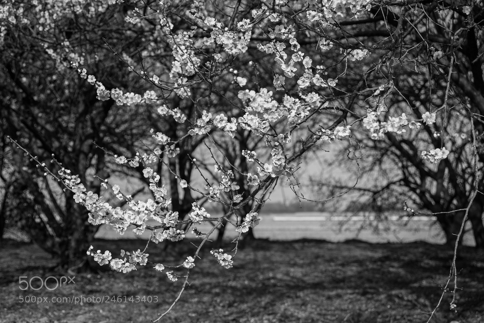 Nikon D810 sample photo. Ume blossoms photography