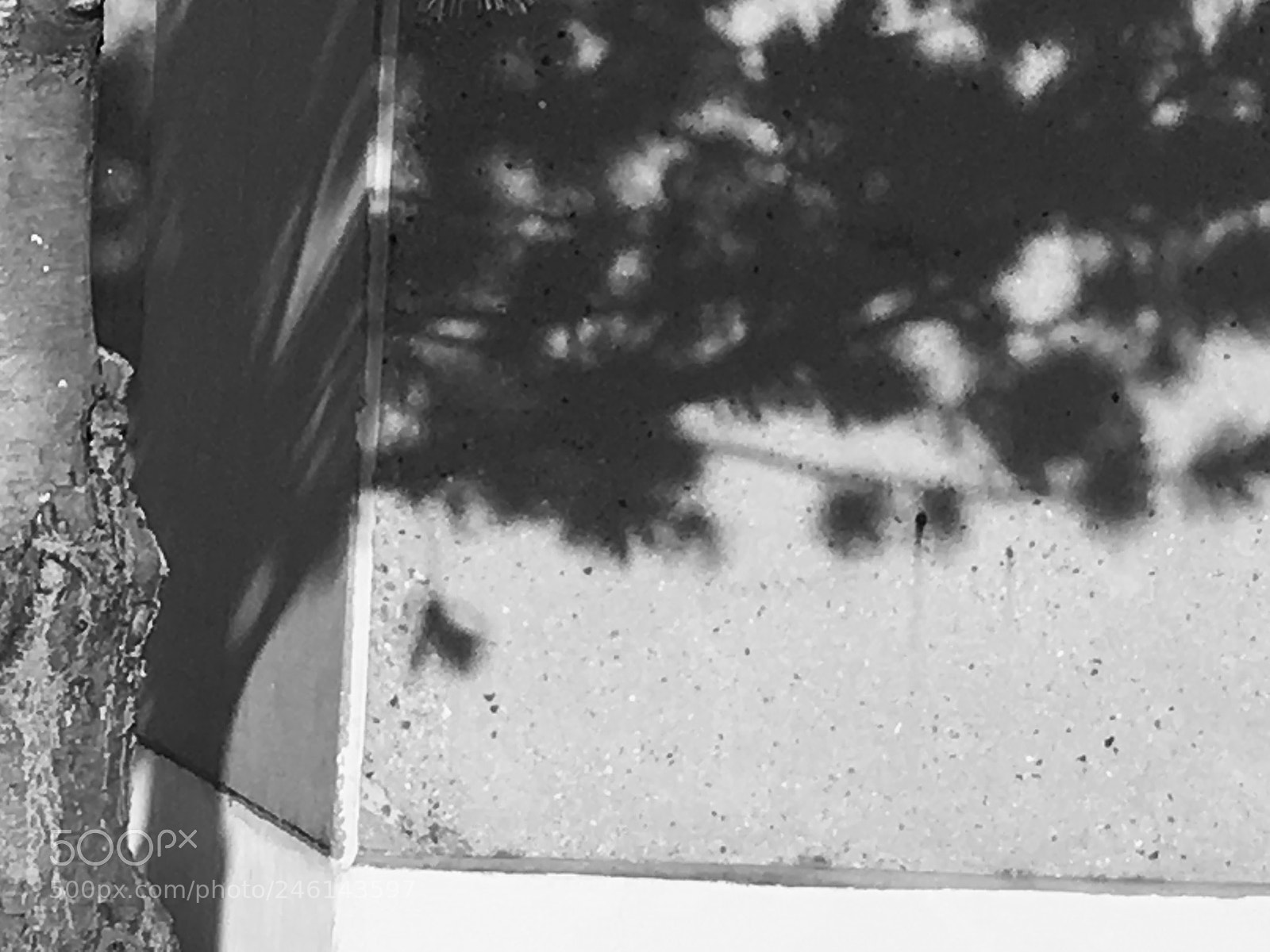 Apple iPhone 6s Plus sample photo. Tree shadows photography