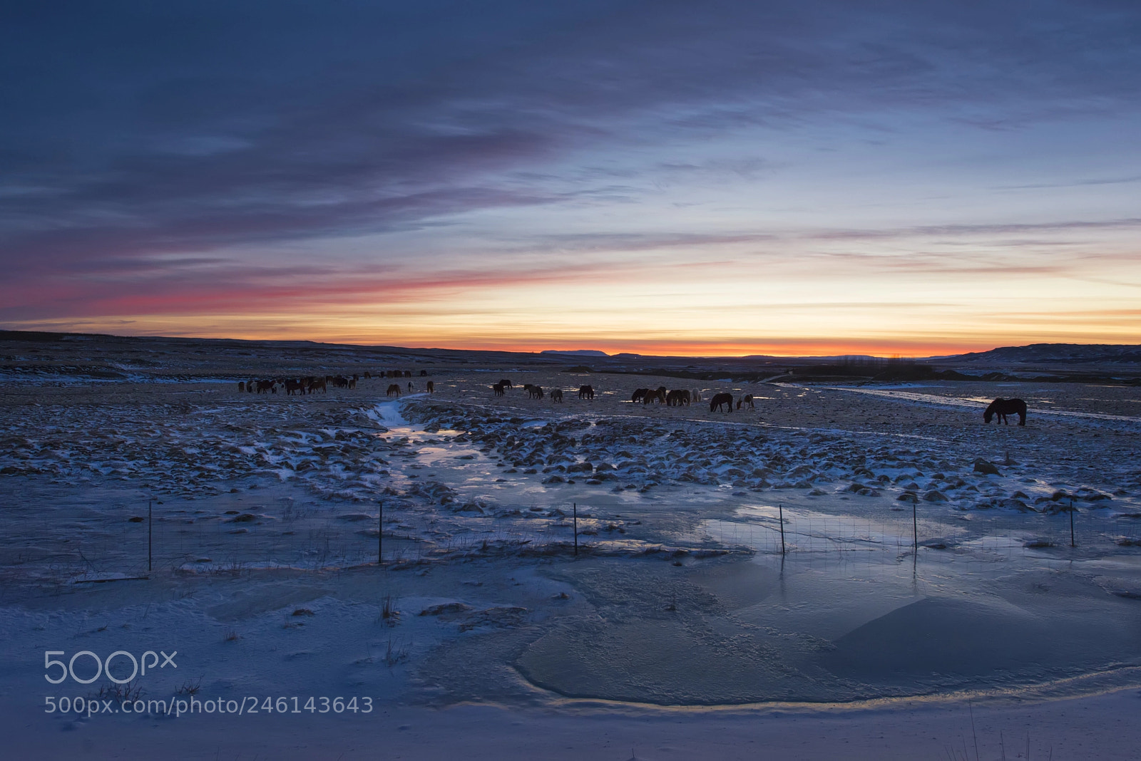 Nikon D610 sample photo. Iceland horses photography