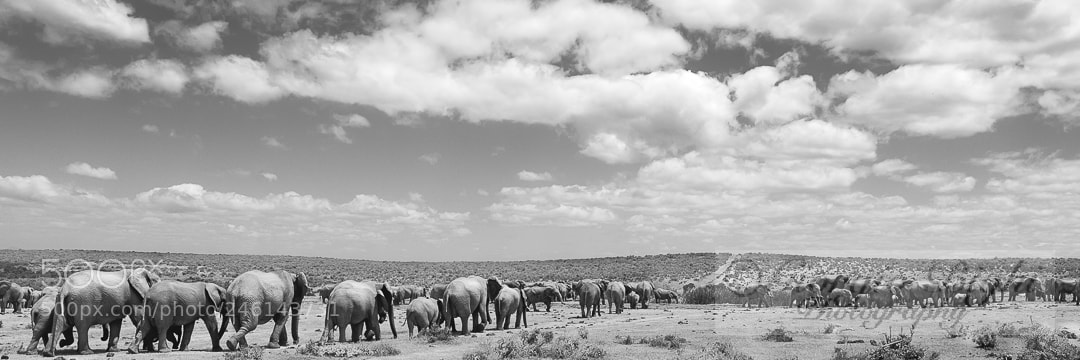 Nikon D300S sample photo. Enormous herd of elephants photography