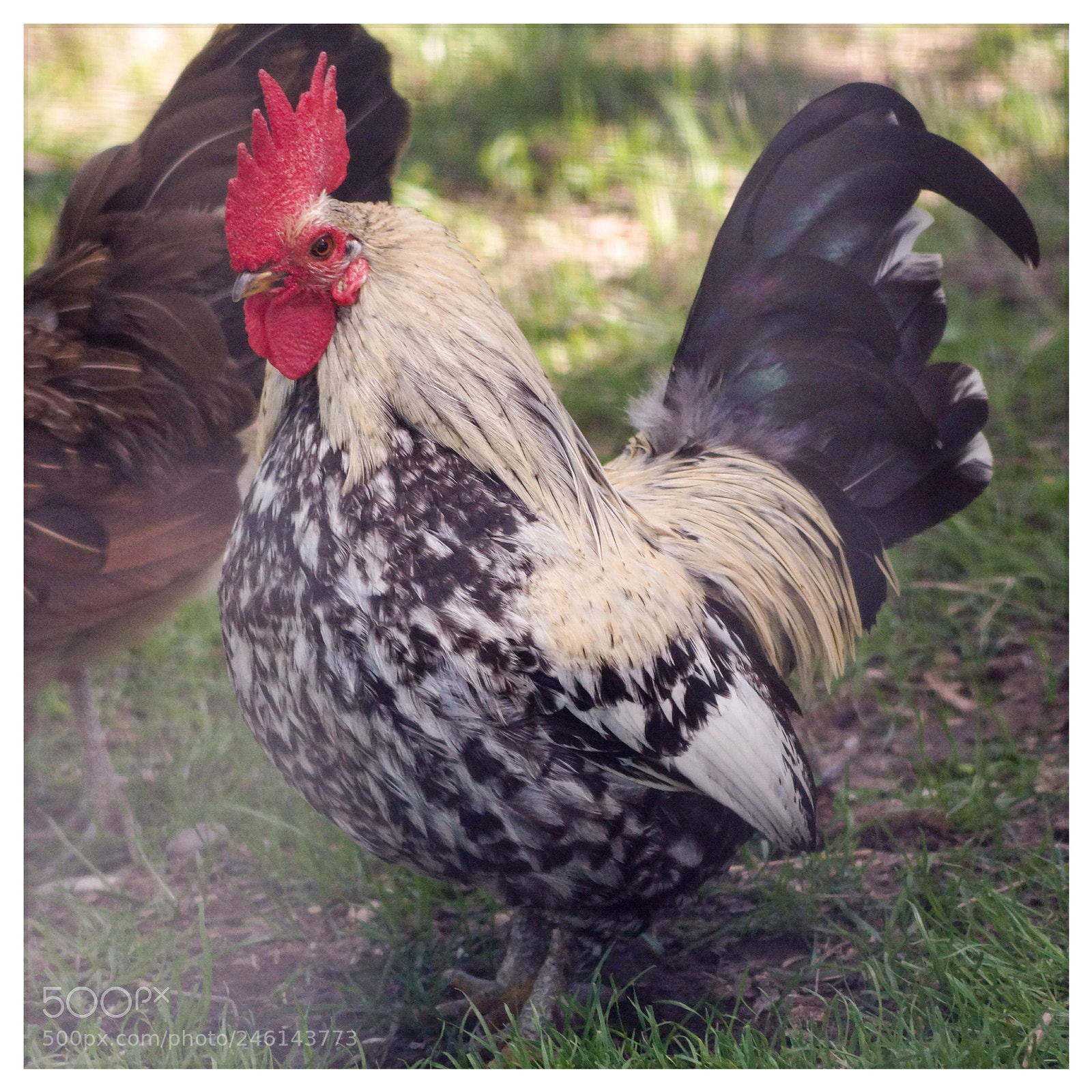 Sony SLT-A58 sample photo. Cockerel photography