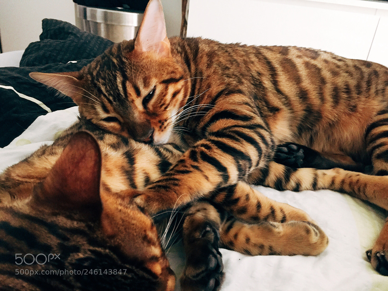 Apple iPhone 6 sample photo. Yuma & cameo photography