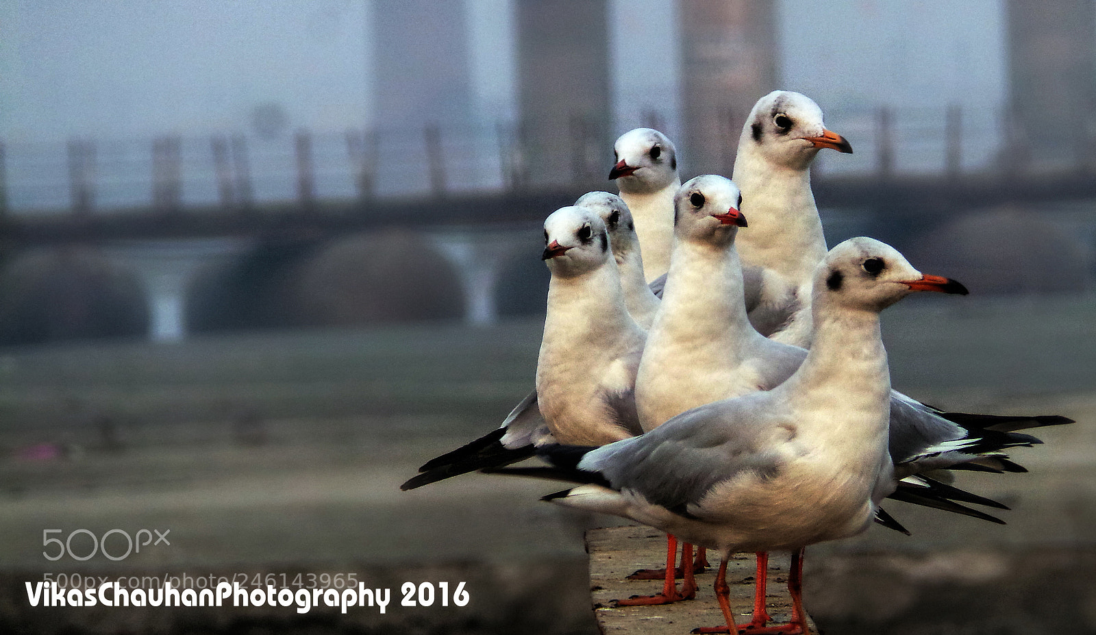 Samsung Galaxy Camera (Wi-Fi) sample photo. ग्रुप photography