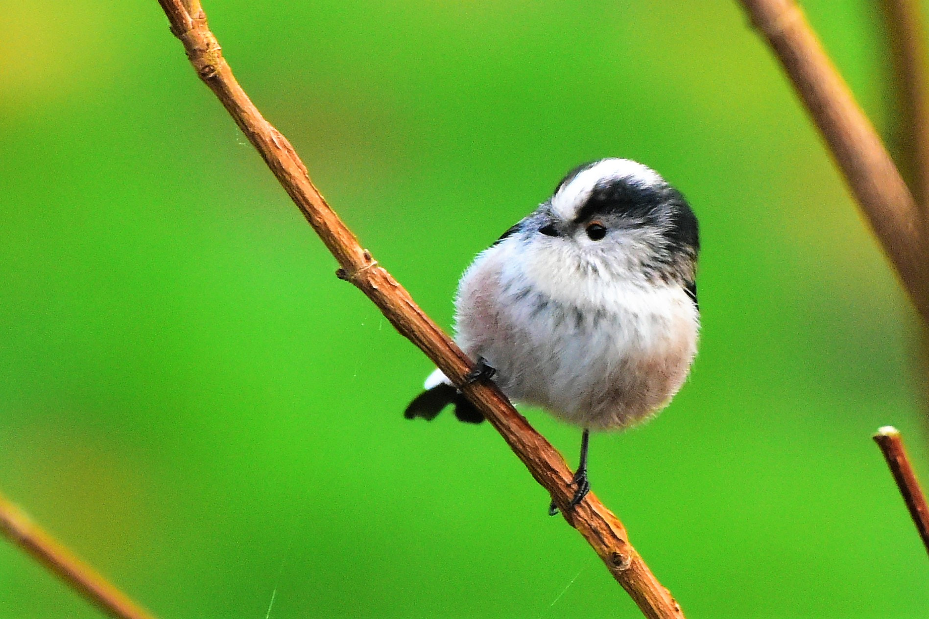 Nikon AF-S Nikkor 200-500mm F5.6E ED VR sample photo. () photography