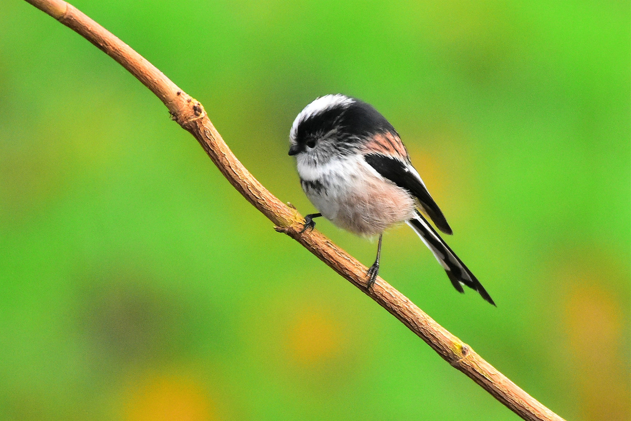 Nikon AF-S Nikkor 200-500mm F5.6E ED VR sample photo. () photography