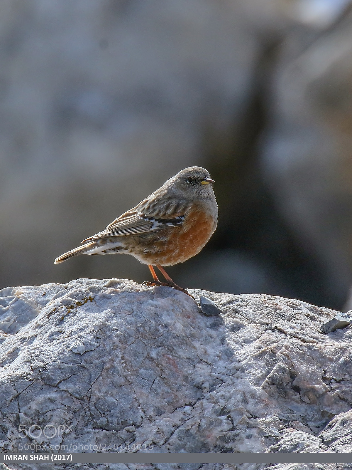 Canon EOS 7D Mark II sample photo. Alpine accentor (prunella collaris) photography