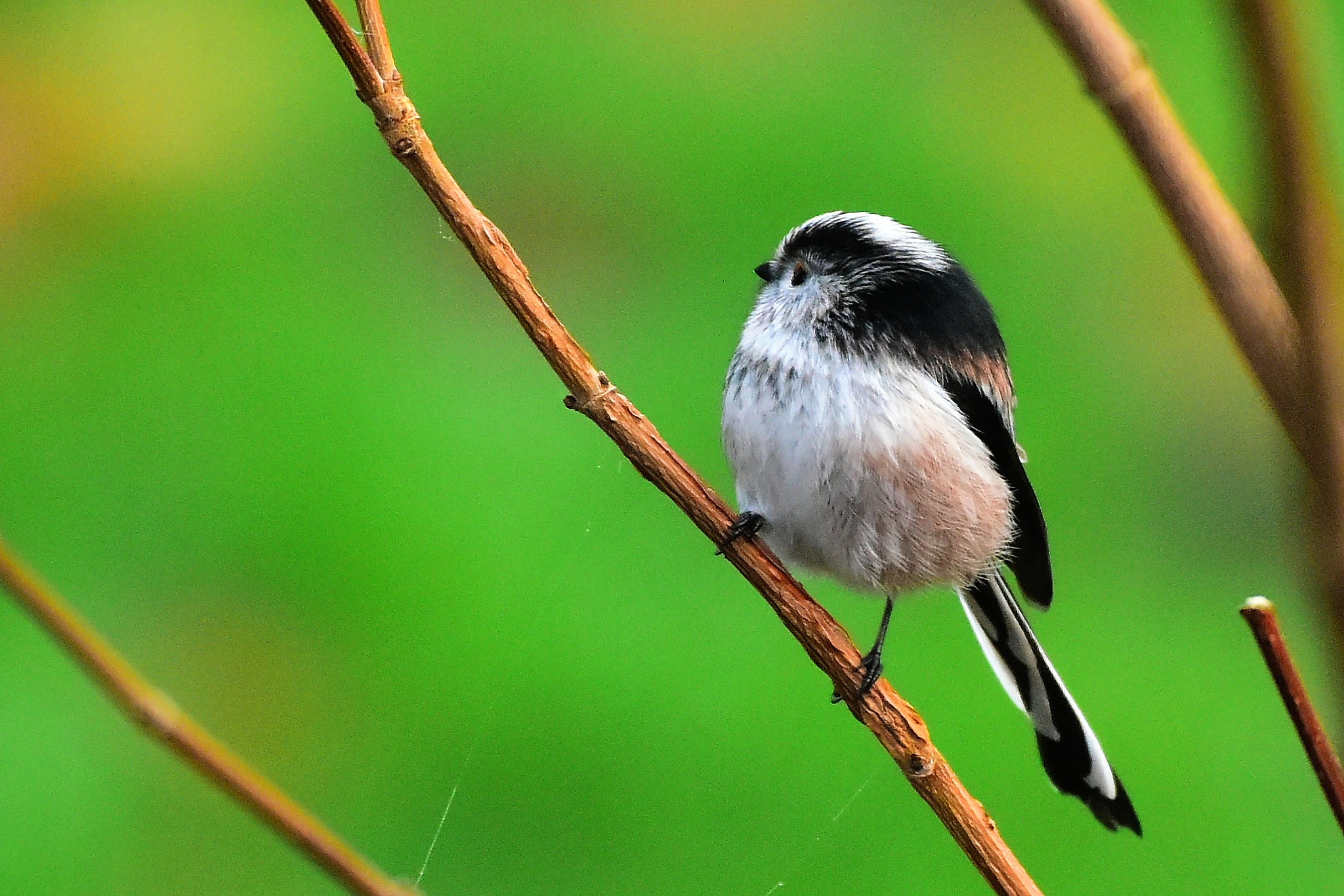 Nikon AF-S Nikkor 200-500mm F5.6E ED VR sample photo. () photography