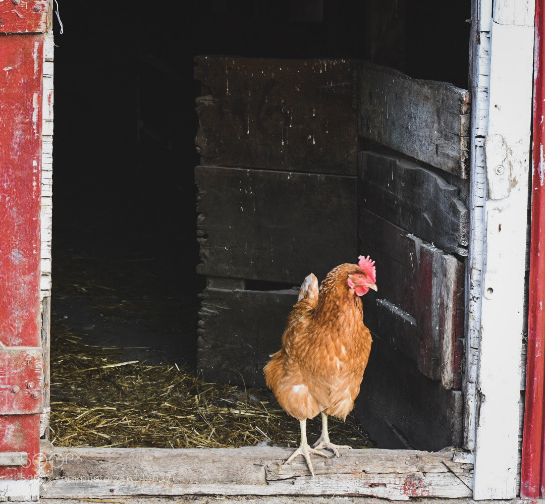Nikon D7200 sample photo. “who wants fried chicken!” photography