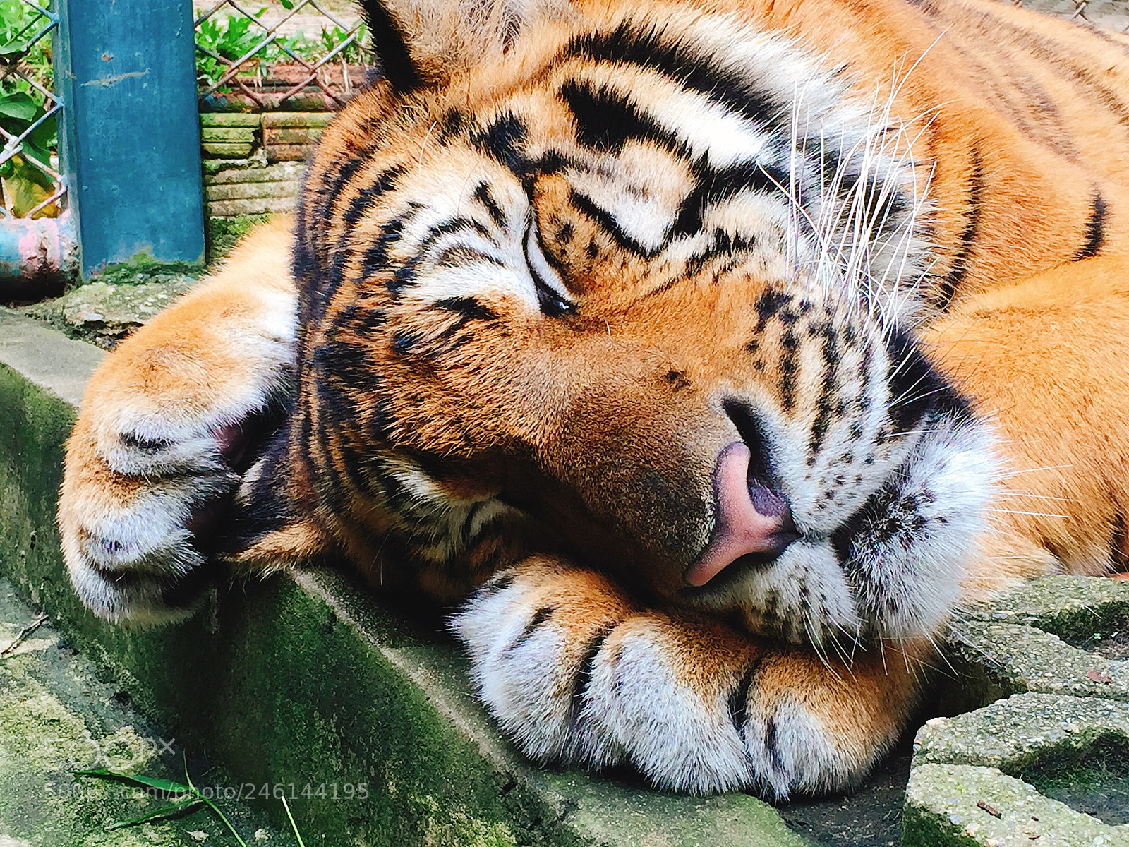 Apple iPhone 6 sample photo. Sleeping tiger photography