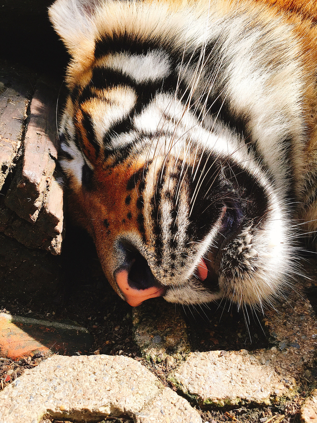 Apple iPhone 6 sample photo. Sleeping tiger photography