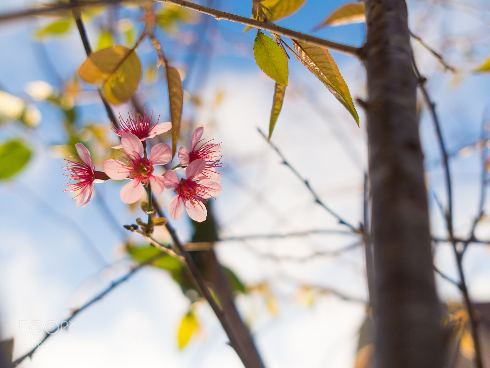 Olympus PEN E-PL5 sample photo. Dalat 13 celcius spring photography