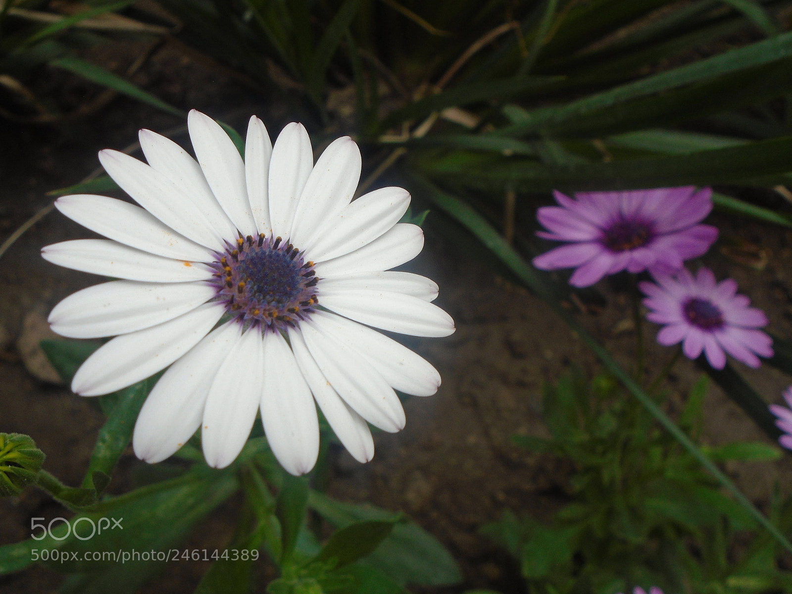 Sony Cyber-shot DSC-W800 sample photo. Falta de creatividad... photography
