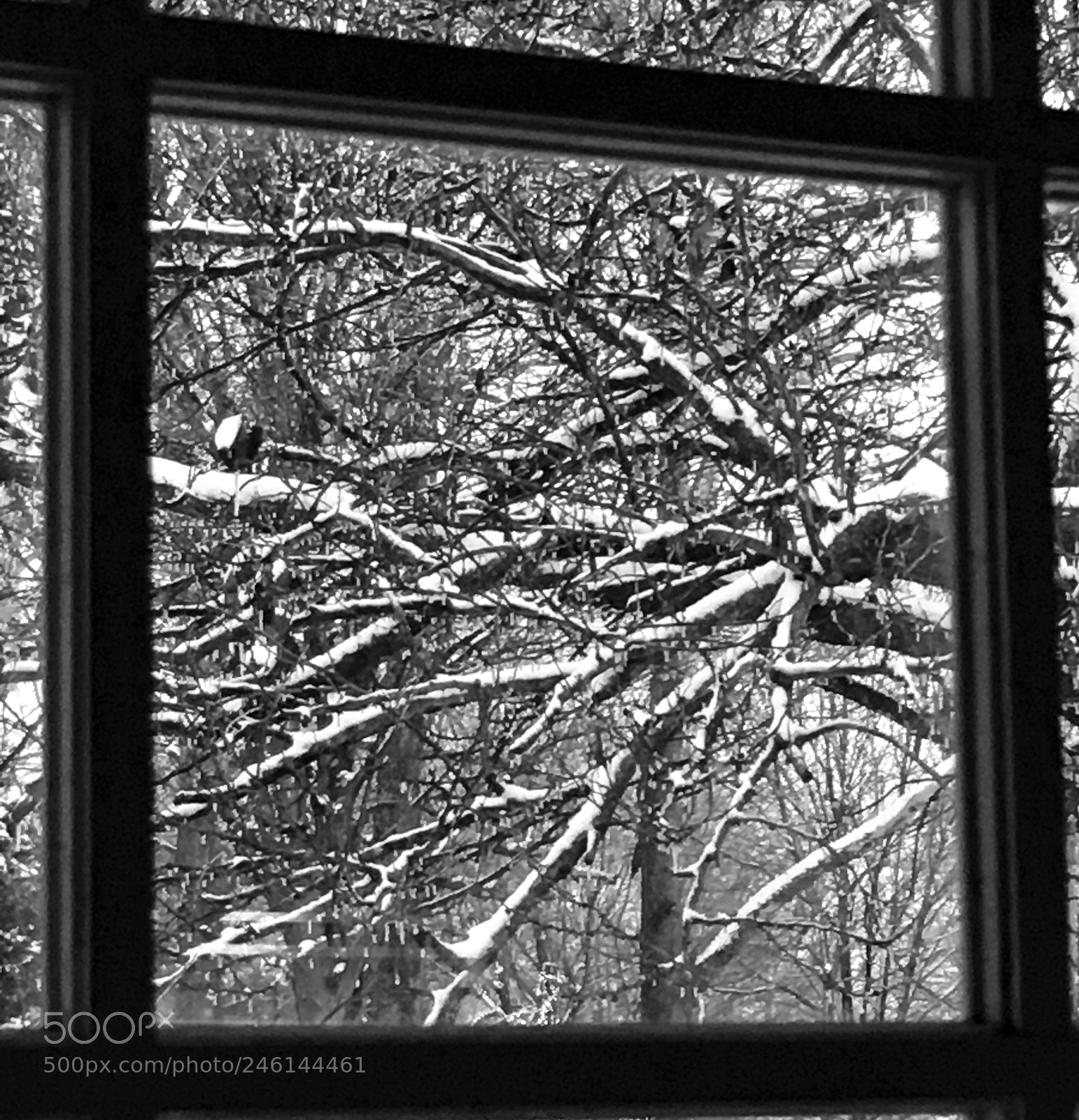 Apple iPhone 6s sample photo. Snowytrees photography