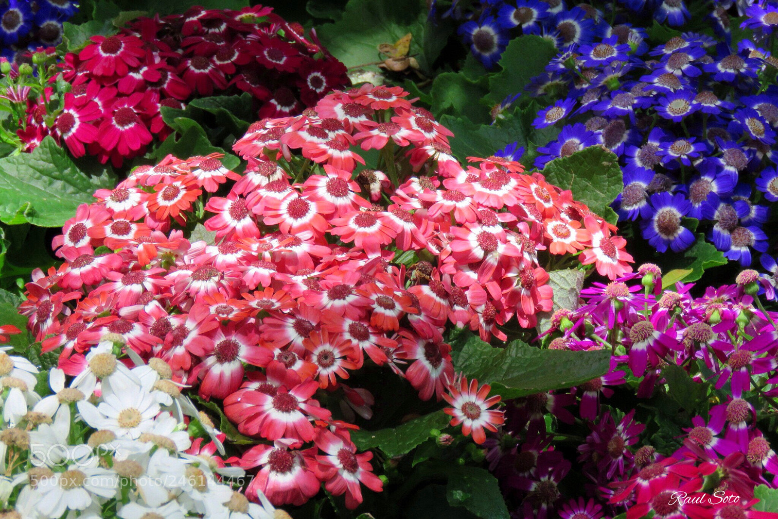 Canon PowerShot SX60 HS sample photo. Papel de colores photography