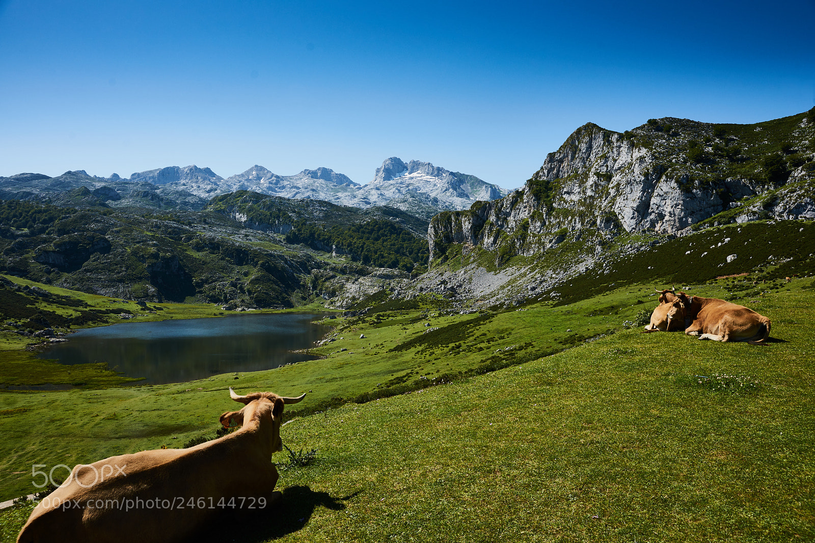 Sony Alpha DSLR-A900 sample photo. Asturias photography