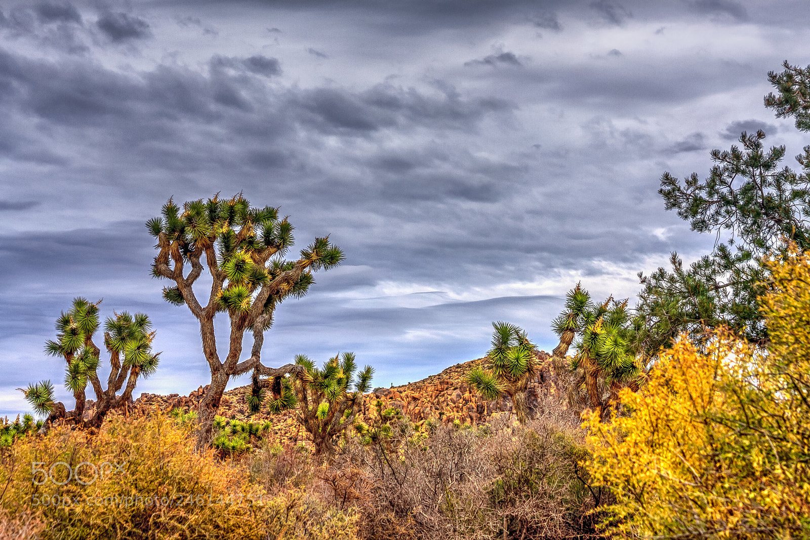 Canon EOS 40D sample photo. Joshua trees with storm photography