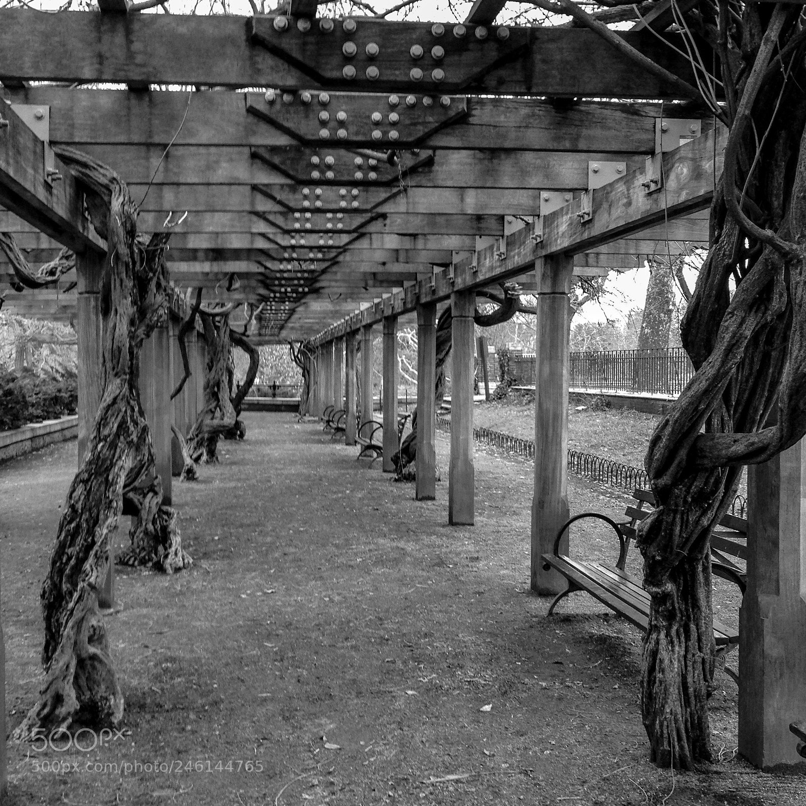 Apple iPhone 5 sample photo. Trellis photography