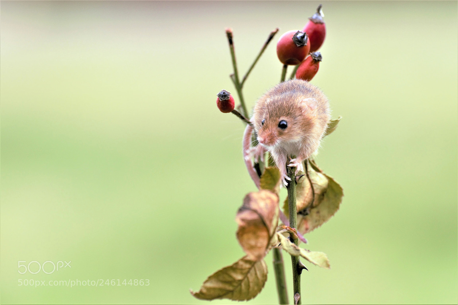 Nikon D810 sample photo. () photography