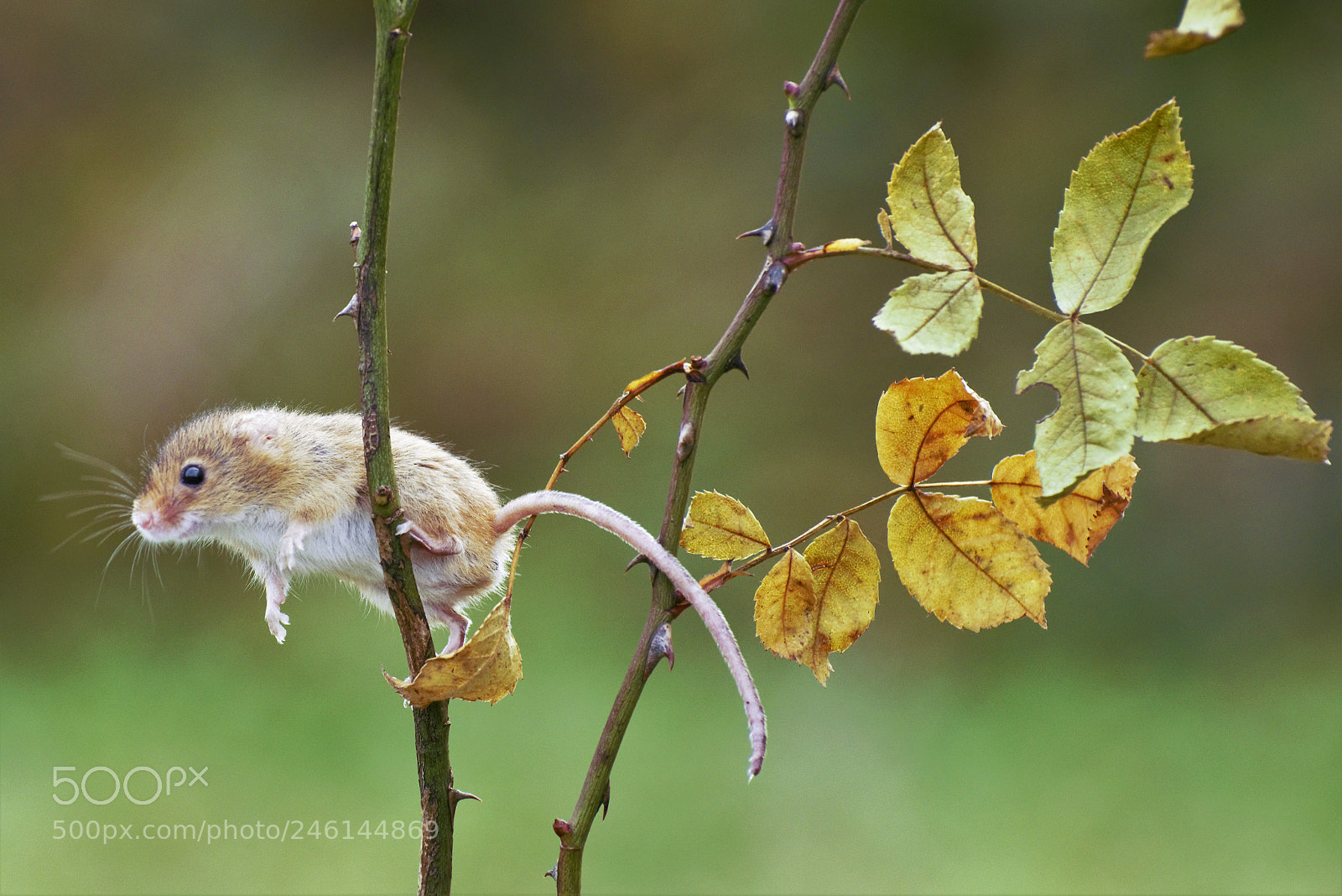 Nikon D810 sample photo. () photography
