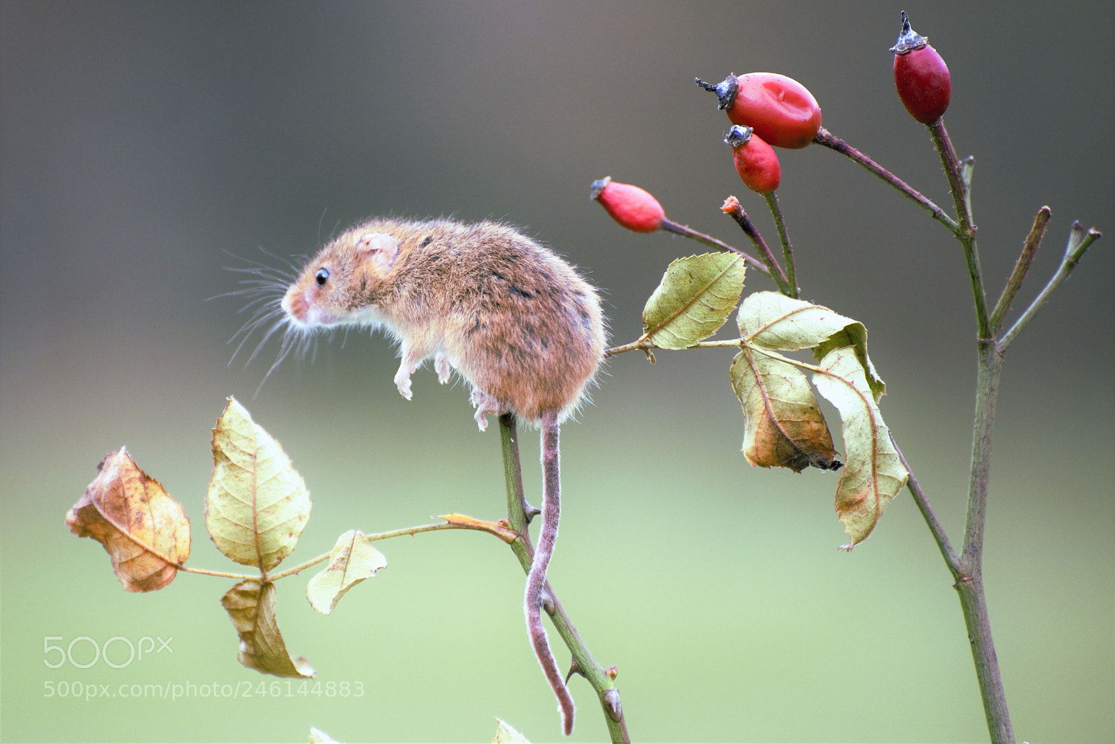 Nikon D810 sample photo. () photography