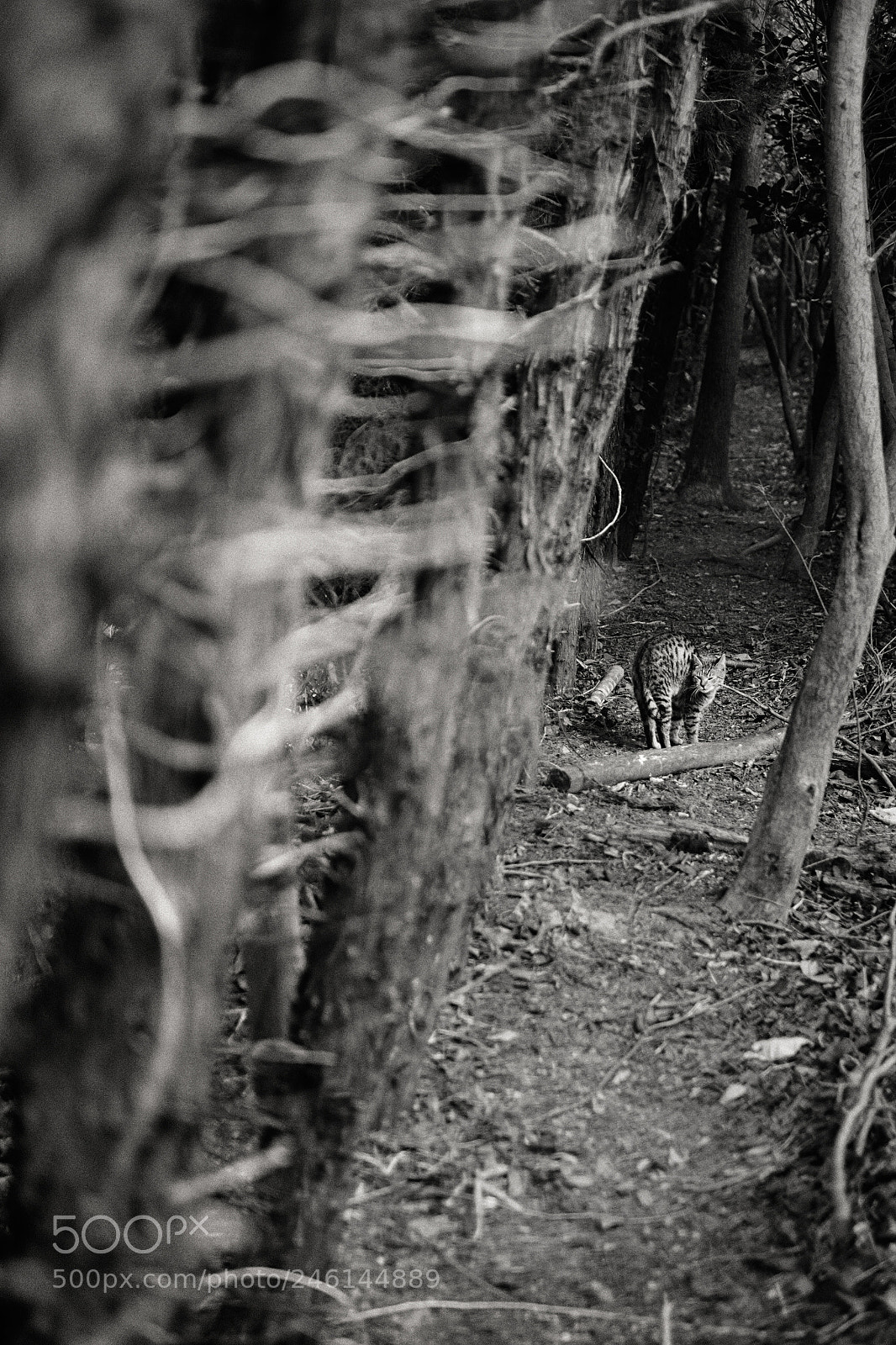Fujifilm X-Pro1 sample photo. Dsf photography