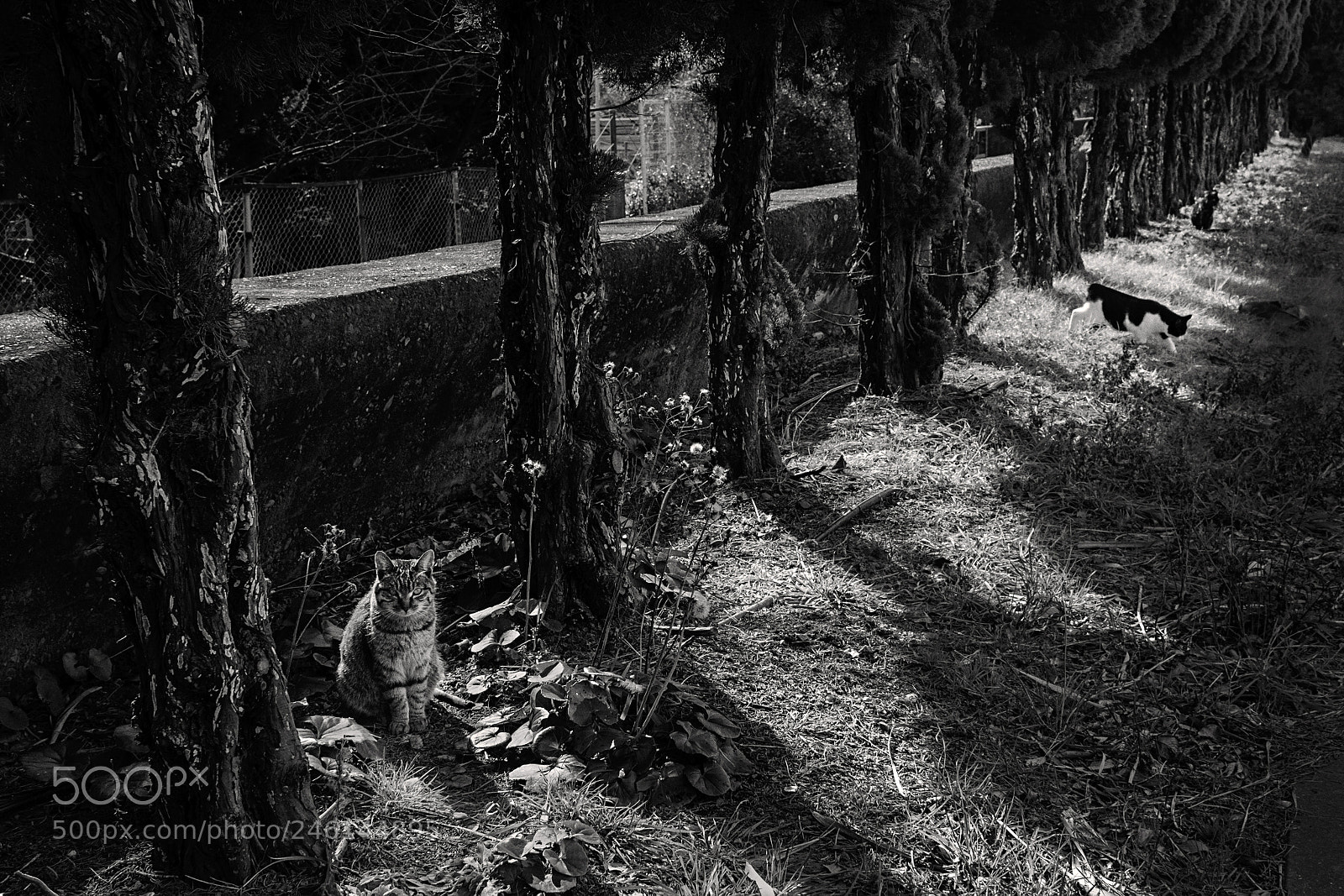 Fujifilm X-T1 sample photo. Dsf photography