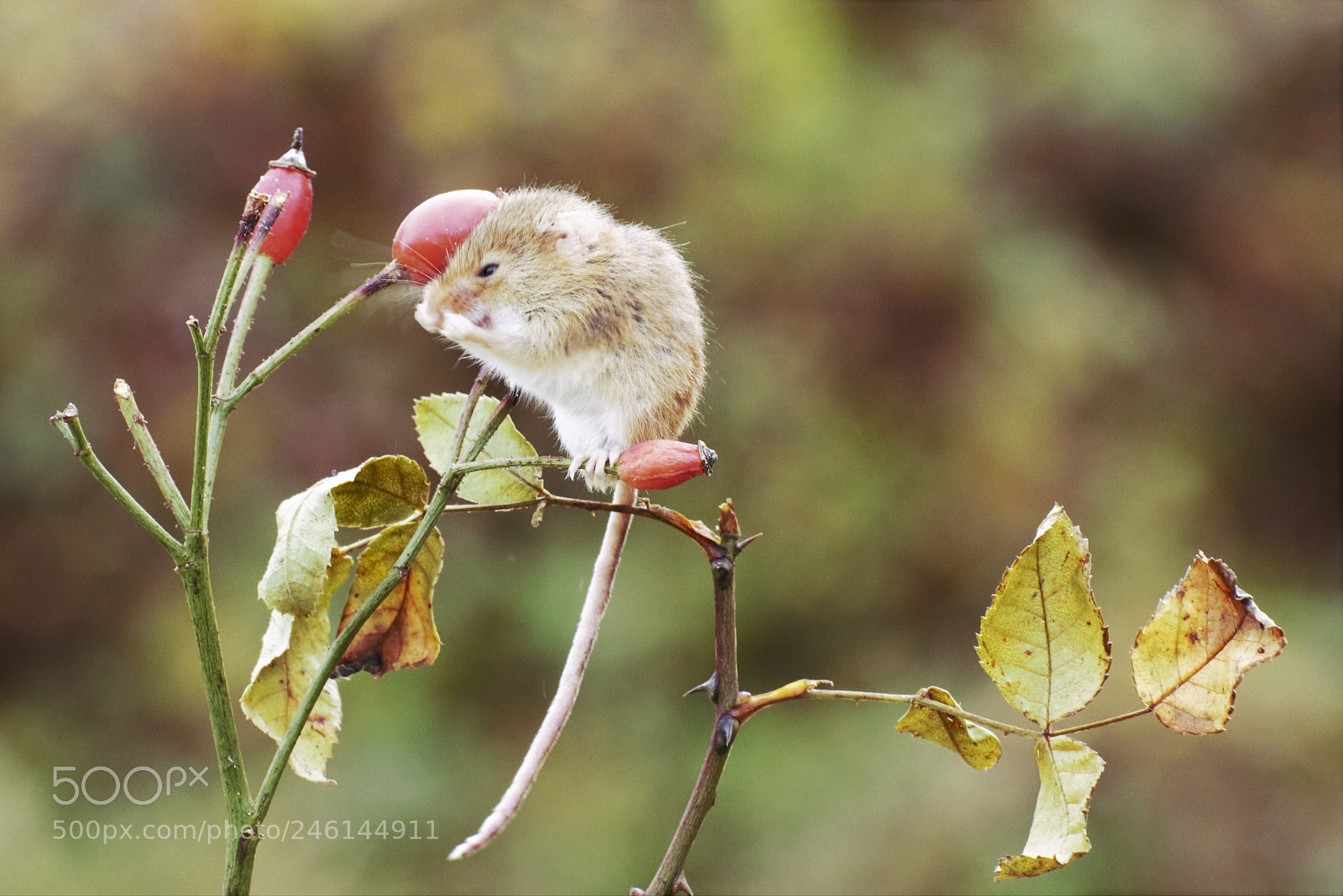 Nikon D810 sample photo. () photography