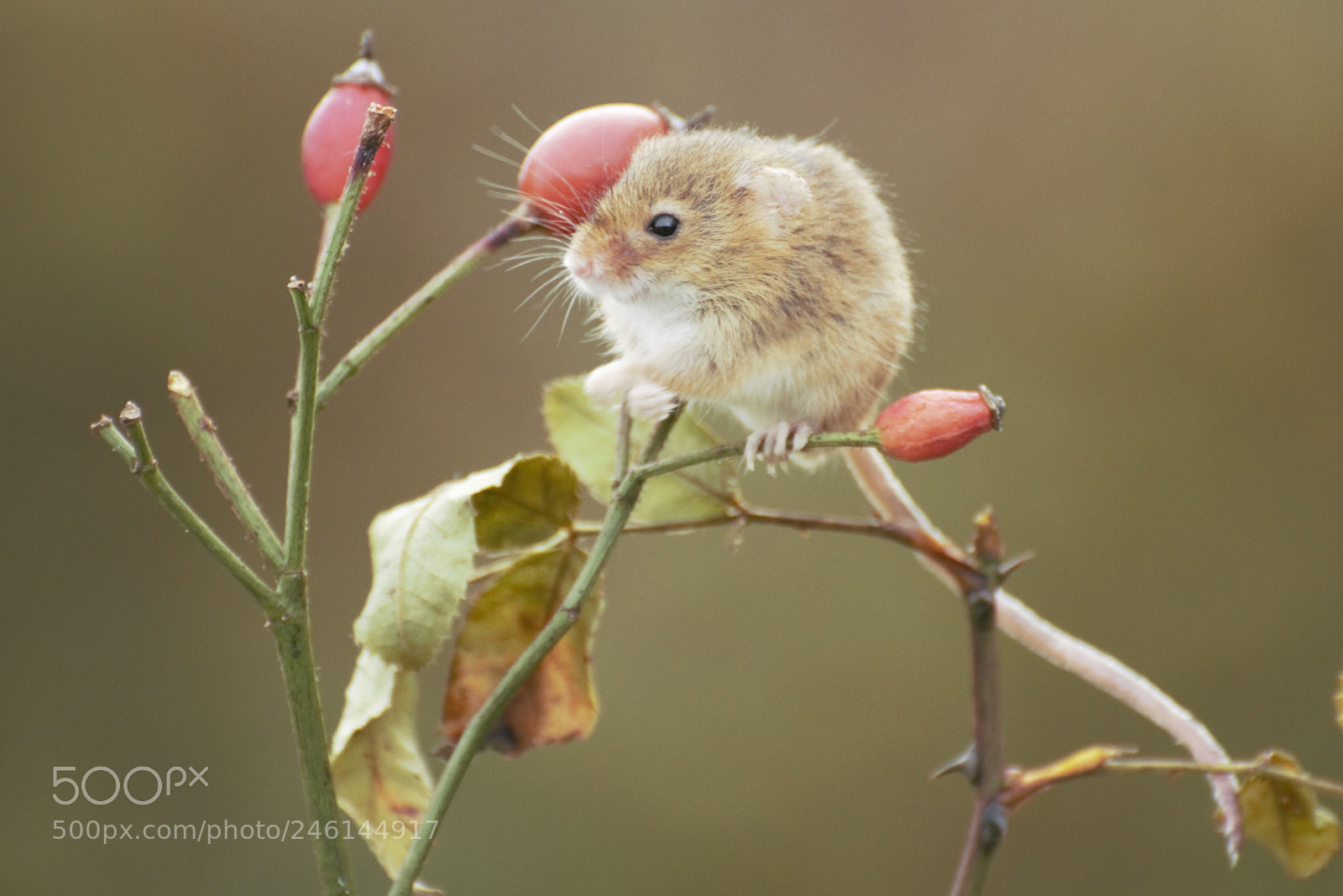 Nikon D810 sample photo. () photography