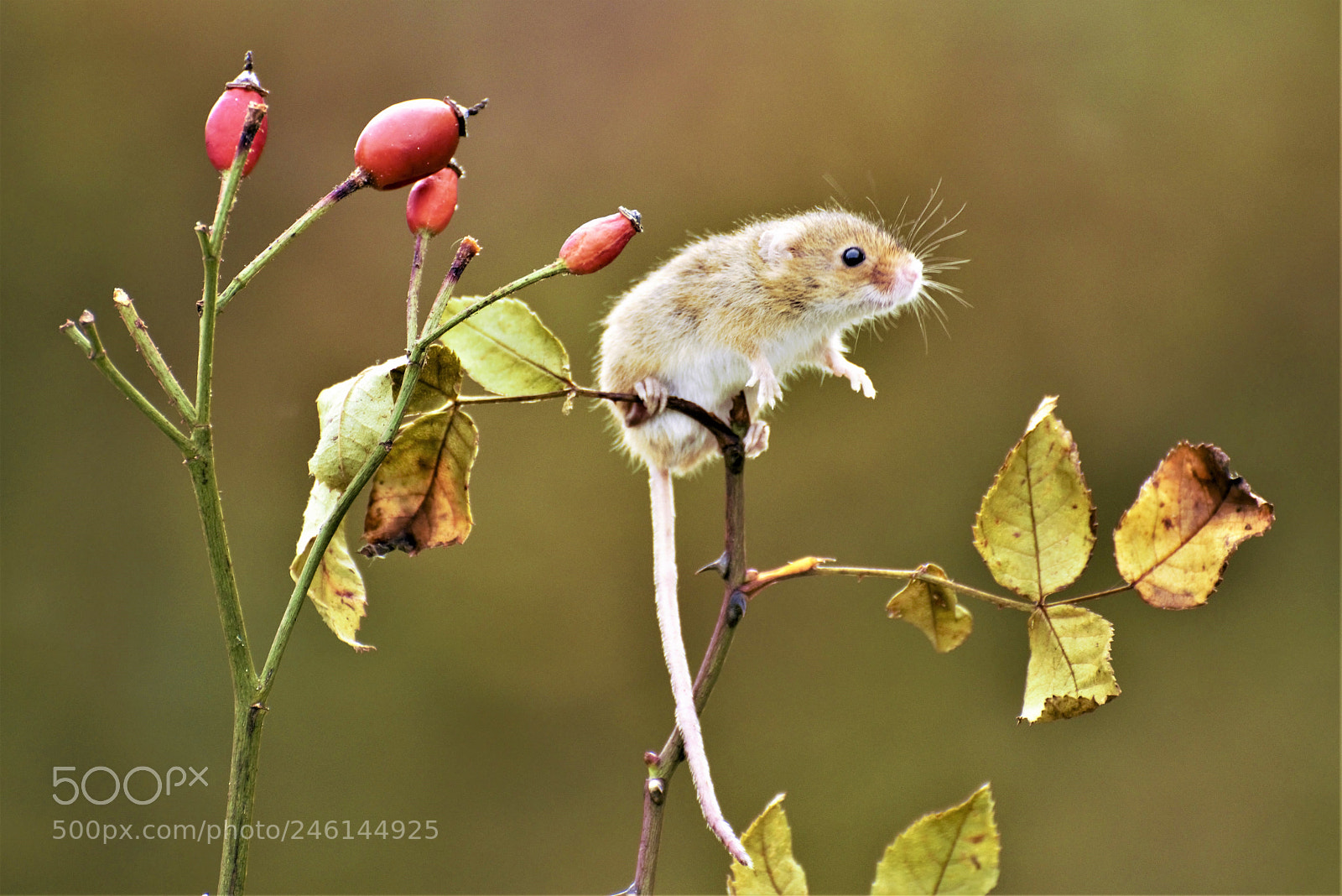 Nikon D810 sample photo. () photography