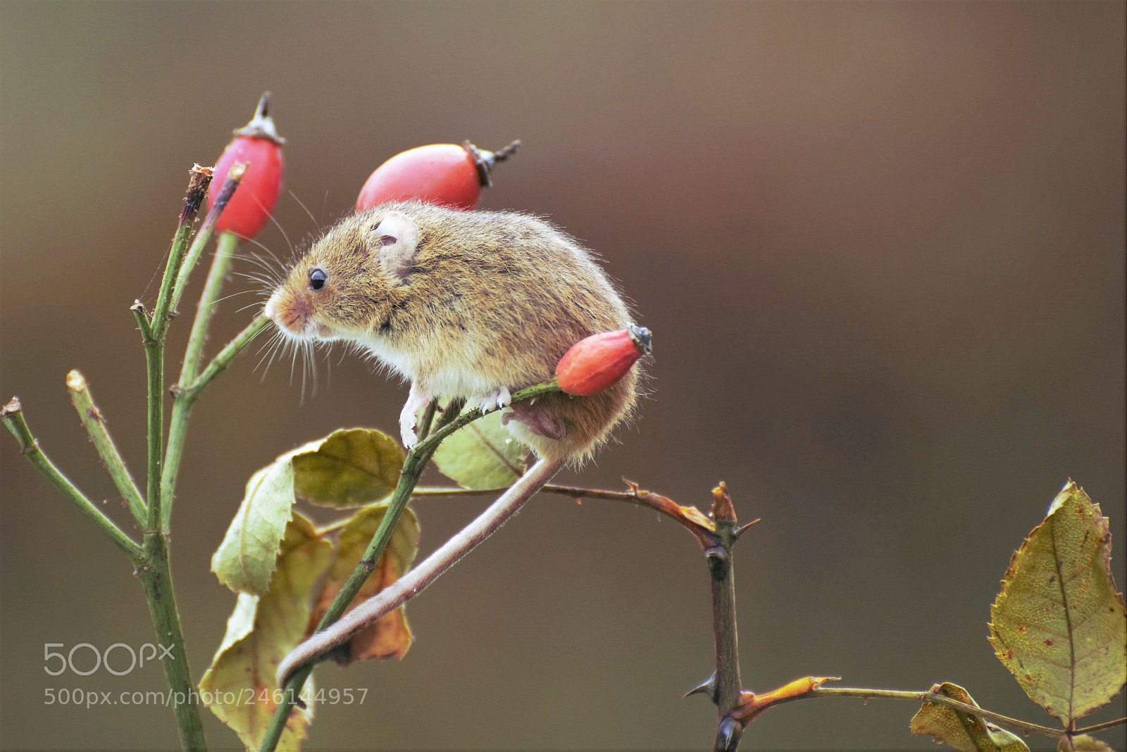 Nikon D810 sample photo. () photography