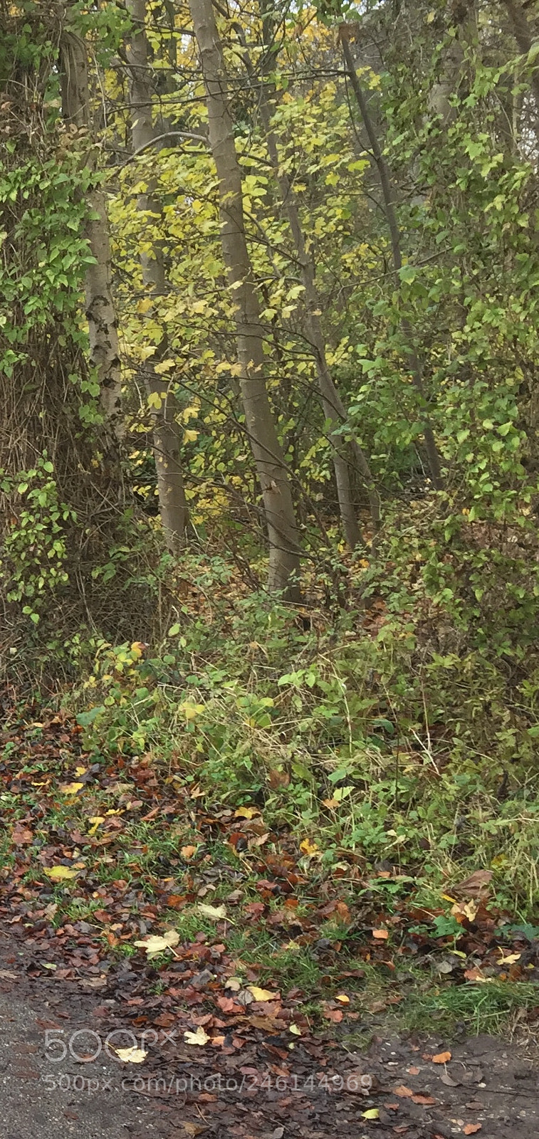 Apple iPhone 6 sample photo. If you go into photography