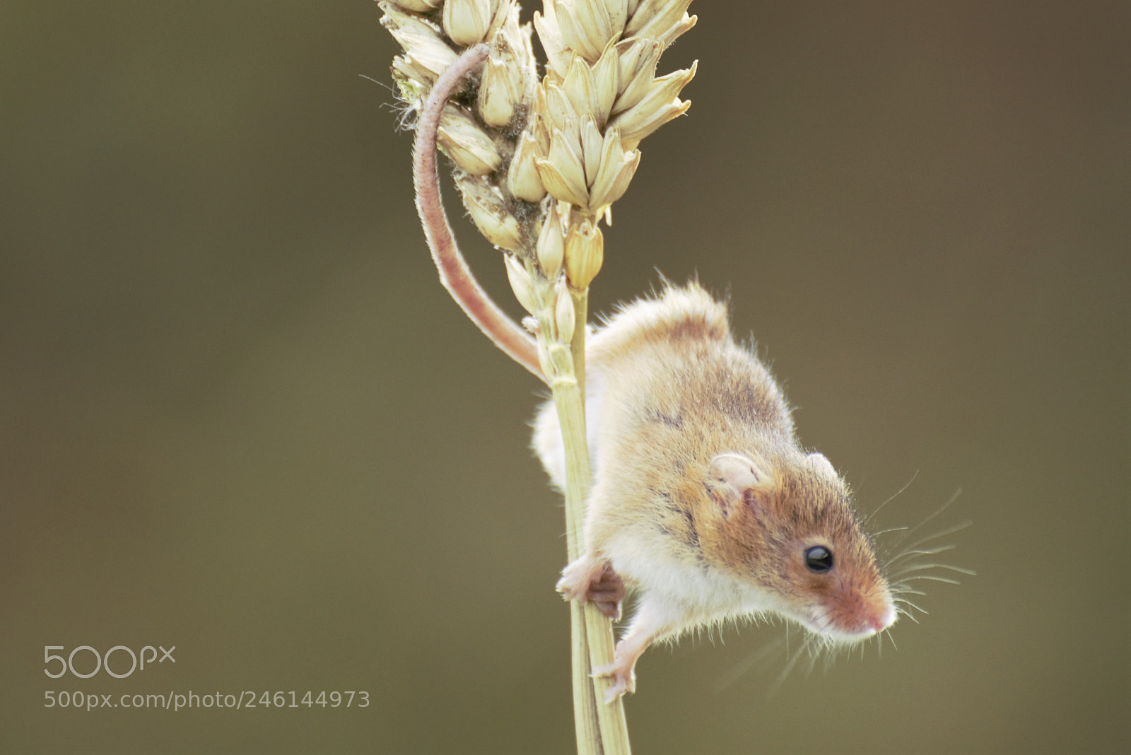 Nikon D810 sample photo. () photography