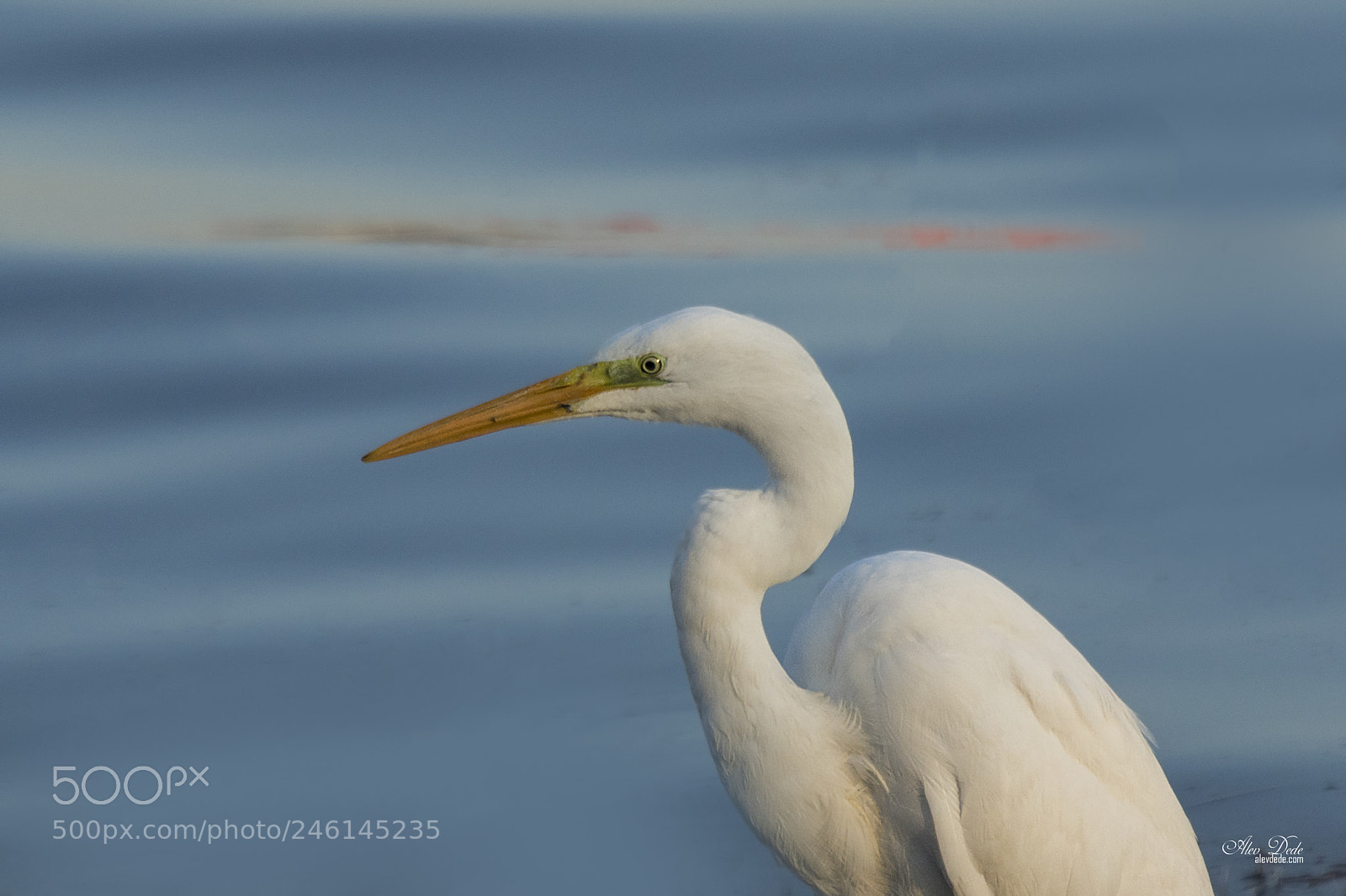 Canon EOS 7D Mark II sample photo. B y k akbal photography