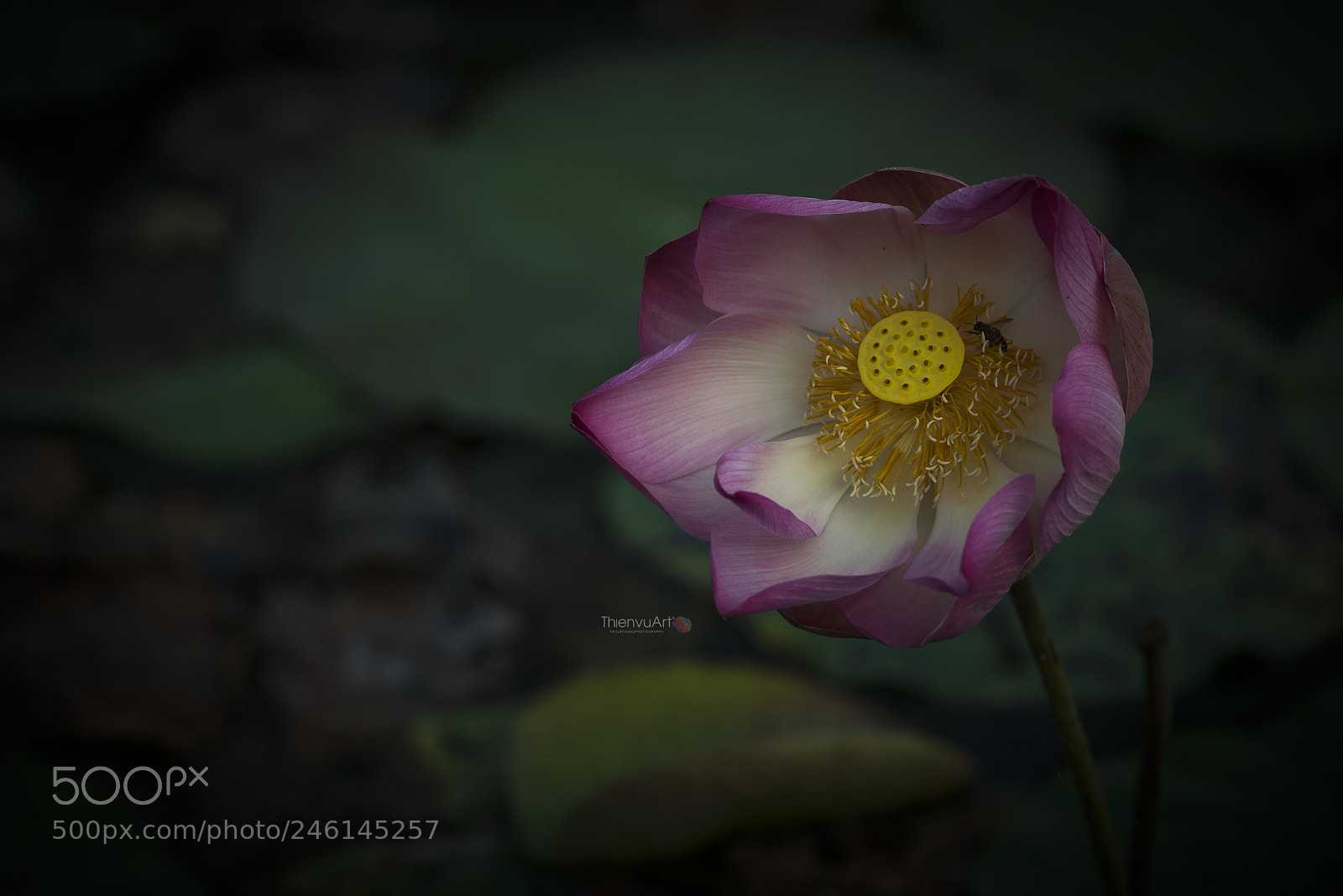 Nikon D800 sample photo. Tvu photography