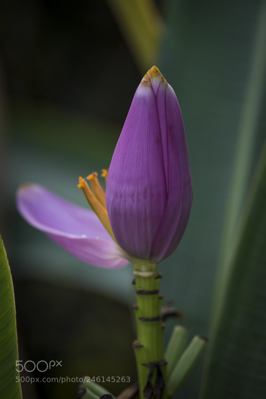 Nikon D800 sample photo. Tvu photography