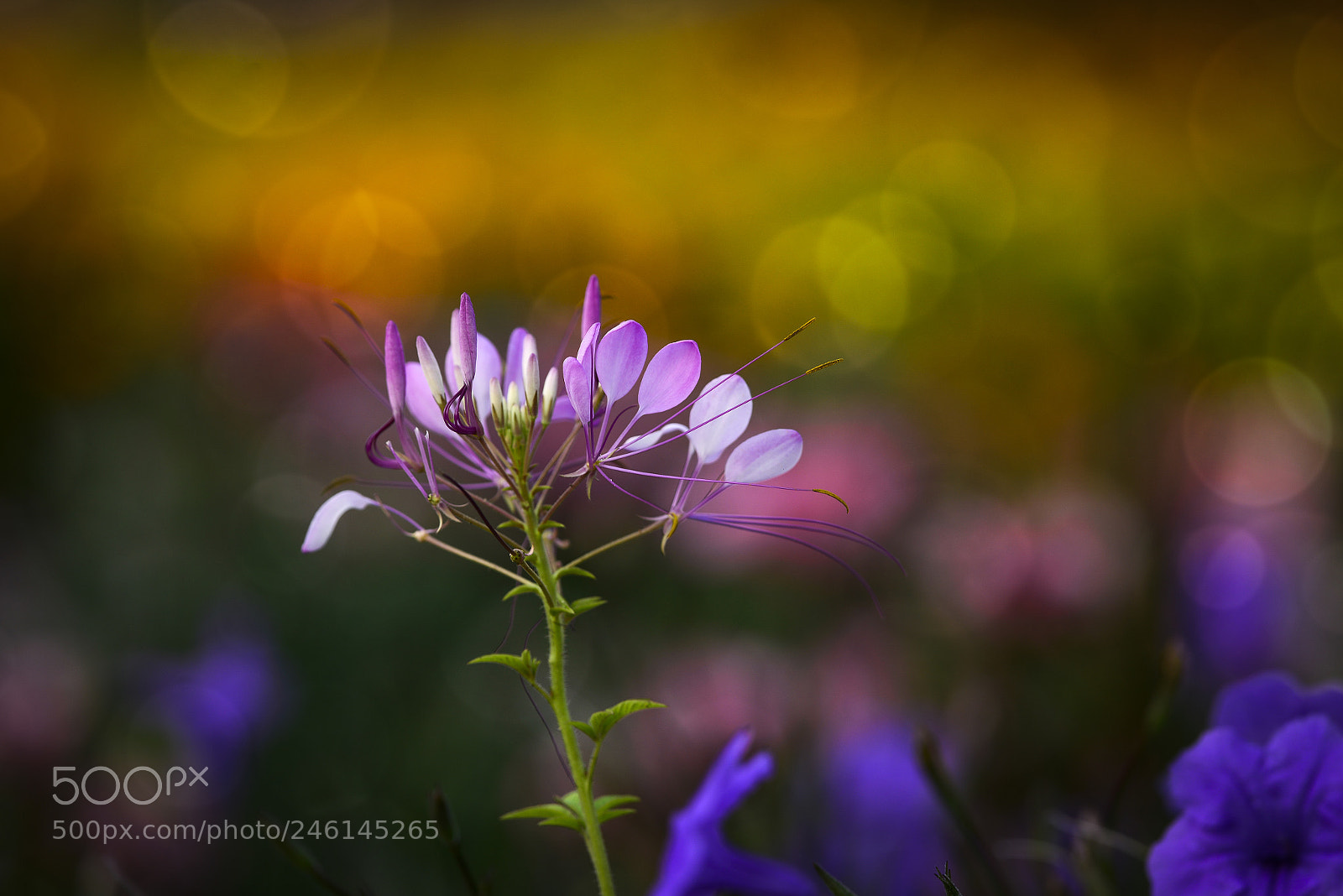 Nikon D800 sample photo. Tvu photography