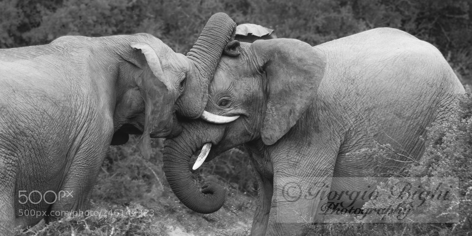 Nikon D7100 sample photo. Young playful elephants photography