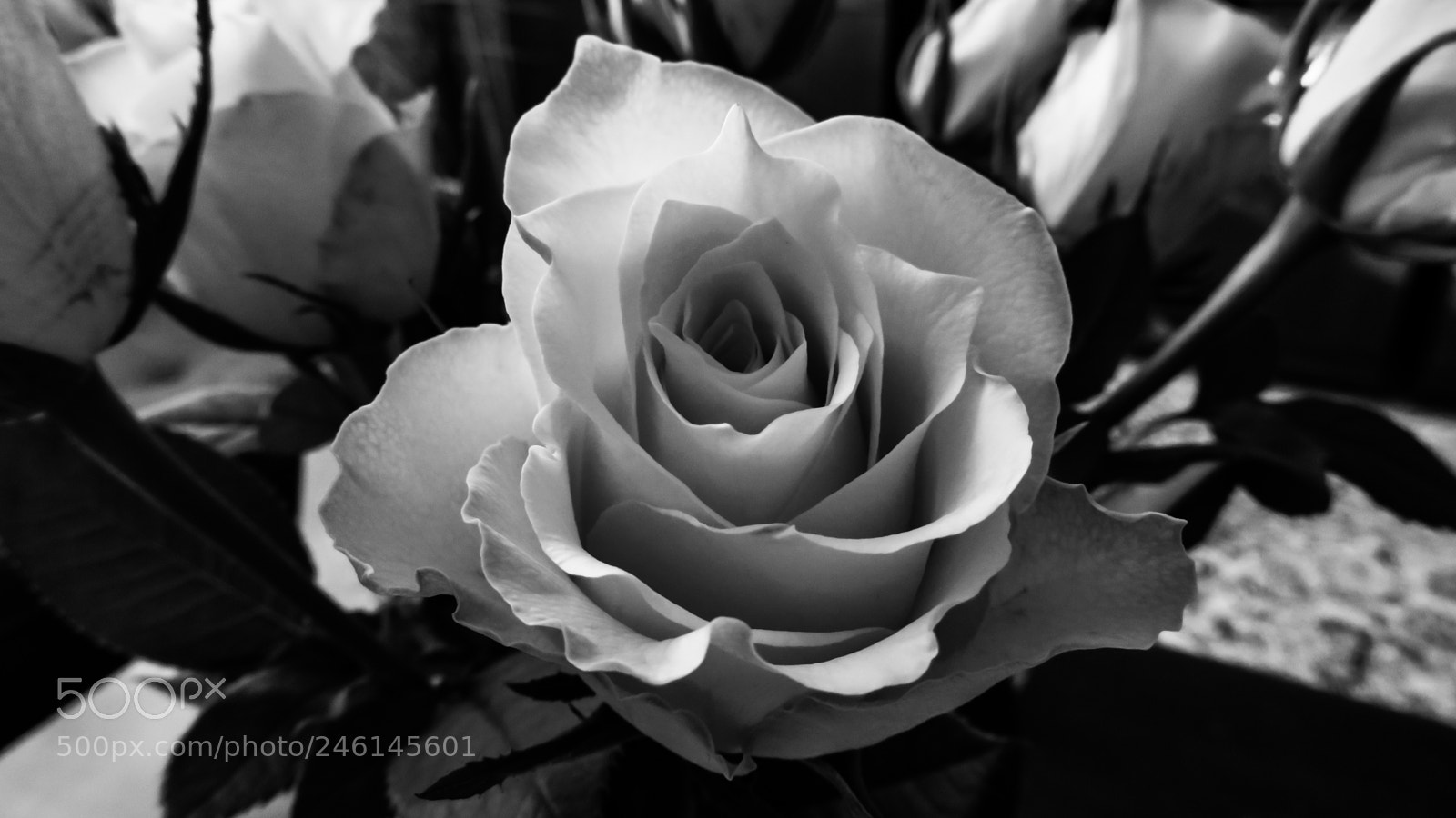 Canon PowerShot SX720 HS sample photo. Rose moment photography