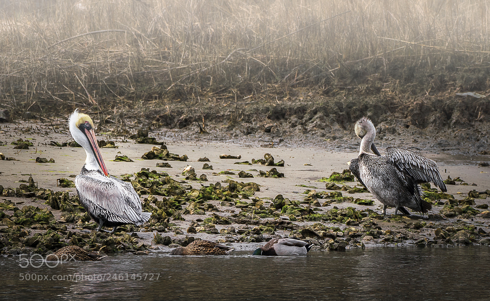 Sony a7R III sample photo. Brown pelicans and mallard photography
