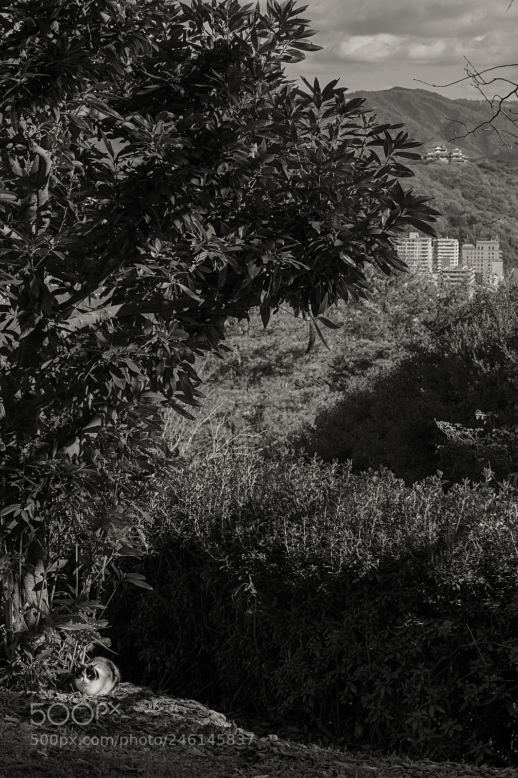 Fujifilm X-E1 sample photo. Dsf photography