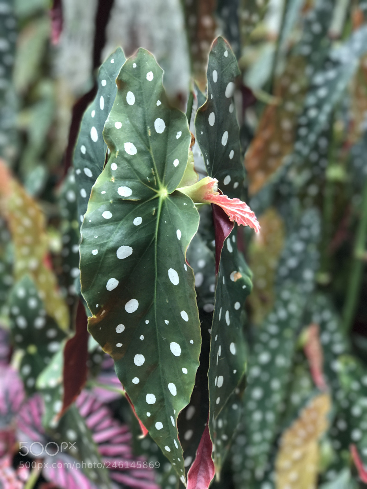 Apple iPhone 7 Plus sample photo. Gardens by the bay photography