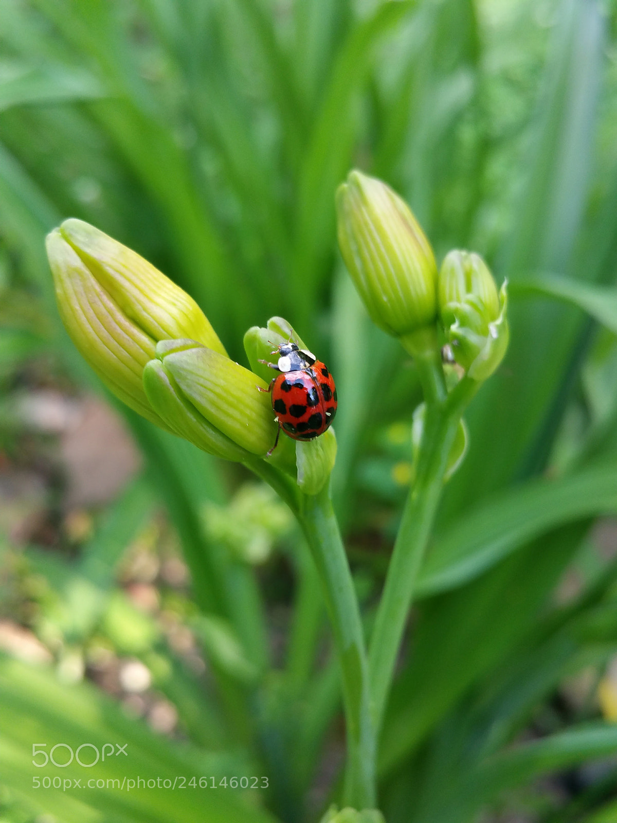 Samsung Galaxy Note4 sample photo. Beetle photography