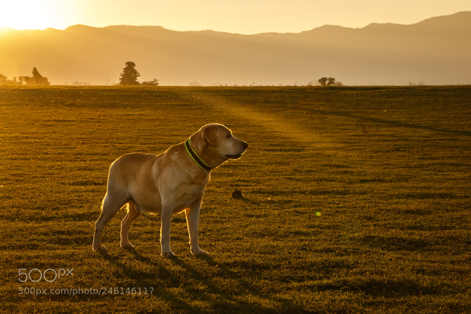 Canon EOS 7D Mark II sample photo. Golden labrador photography