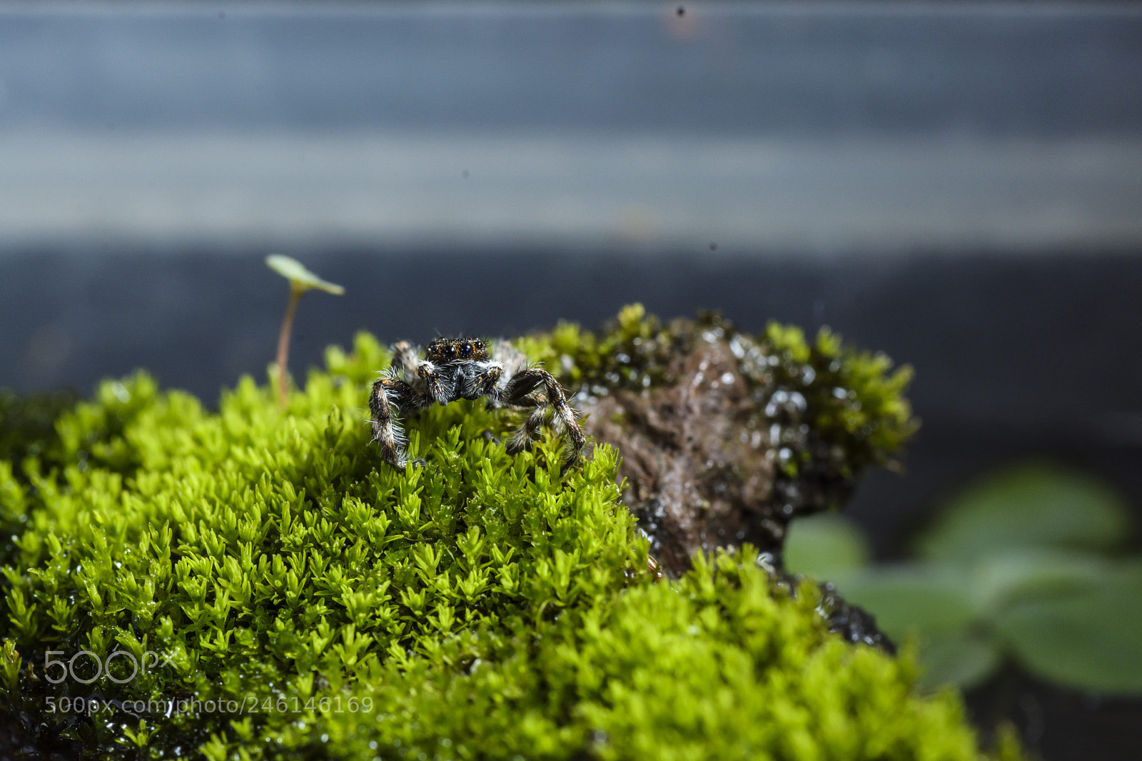Nikon D7100 sample photo. Like big spider on photography